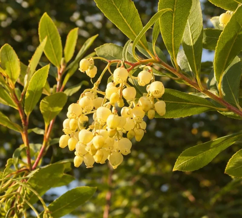 Fleurs blanches et fruits rouges de l’arbousier, arbre aux fraises méditerranéen