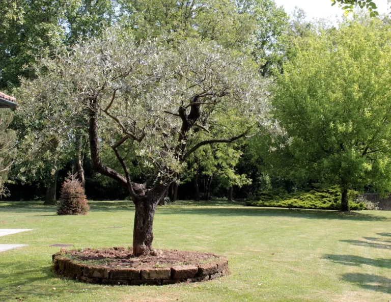 taille-olivier-var
