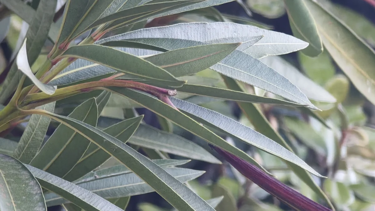 Pulvérisation de savon noir pour éliminer naturellement les pucerons sur un laurier rose