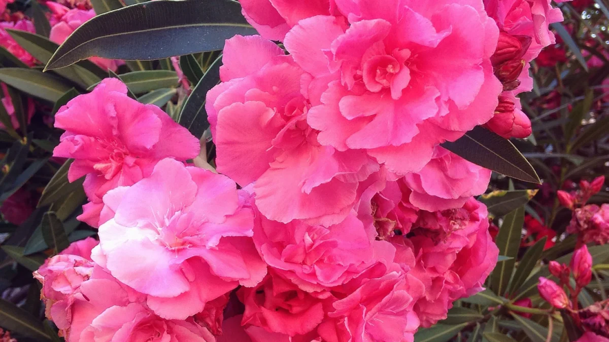 quand tailler les lauriers roses ? Photographie d'une fleurs de laurier rose