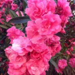 quand tailler les lauriers roses ? Photographie d'une fleurs de laurier rose