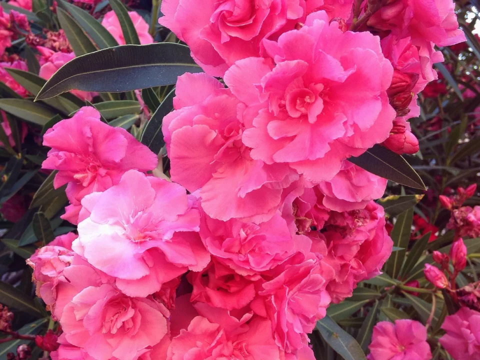 quand tailler les lauriers roses ? Photographie d'une fleurs de laurier rose