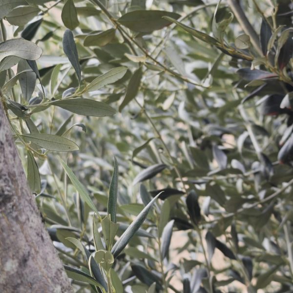 photo d'une feuille d'oliver de provence dans un jardin méditerranéen